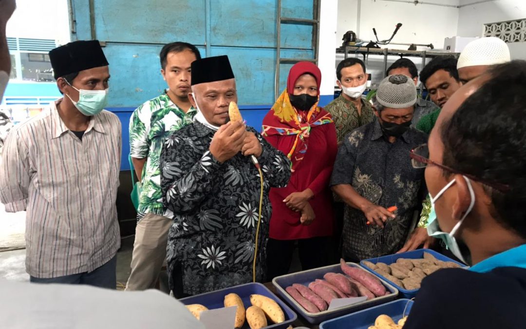 “UBI JALAR, KOMODITAS PROSPEKTIF MENUJU KEMANDIRIAN PETANI”